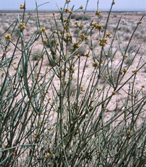 Ephedra alata في الكويت تصوير: عبدالرحمن السرحان