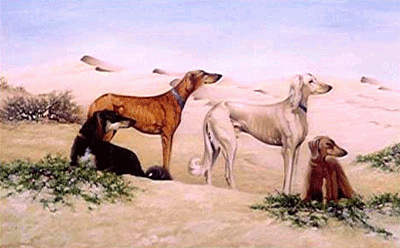 الصيد بالصقور الصيد بالصقور