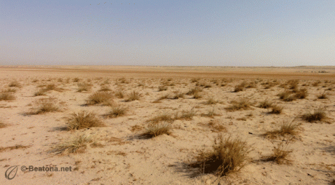 البيئة البرية