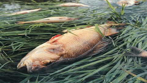 الصدمة الحرارية 